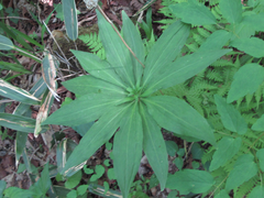 Lilium tsingtauense