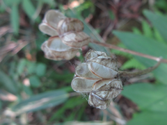 Lilium tsingtauense