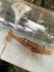 Paratya curvirostris