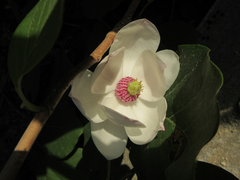 Magnolia sieboldii