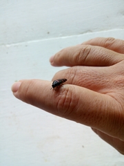 Acmaeodera trizonalis