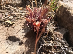 Aphyllon corymbosum