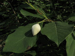 Magnolia sieboldii