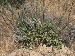 Eriogonum grande