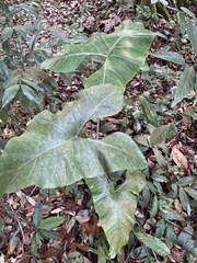 Alocasia longiloba