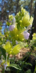 Salvia absconditiflora