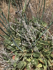 Eriogonum grande