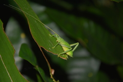 Pseudophyllanax imperialis