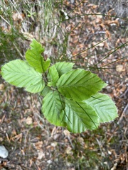 Fagus sylvatica