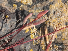 Astragalus obscurus