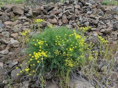 Lomatium papilioniferum