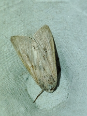 Mythimna ferrago