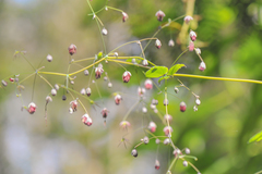 Thalictrum podocarpum