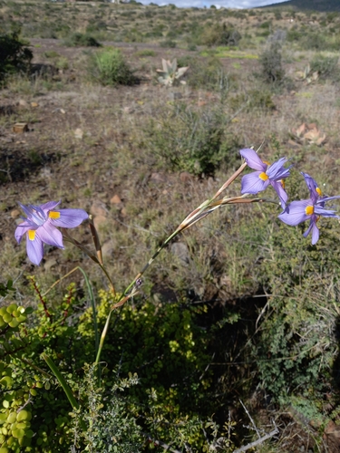 Image of Moraea polystachya by (c) Christiaan Viljoen, some rights reserved (CC BY)