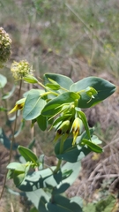 Cerinthe minor
