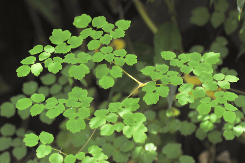 Thalictrum podocarpum, photograph 5