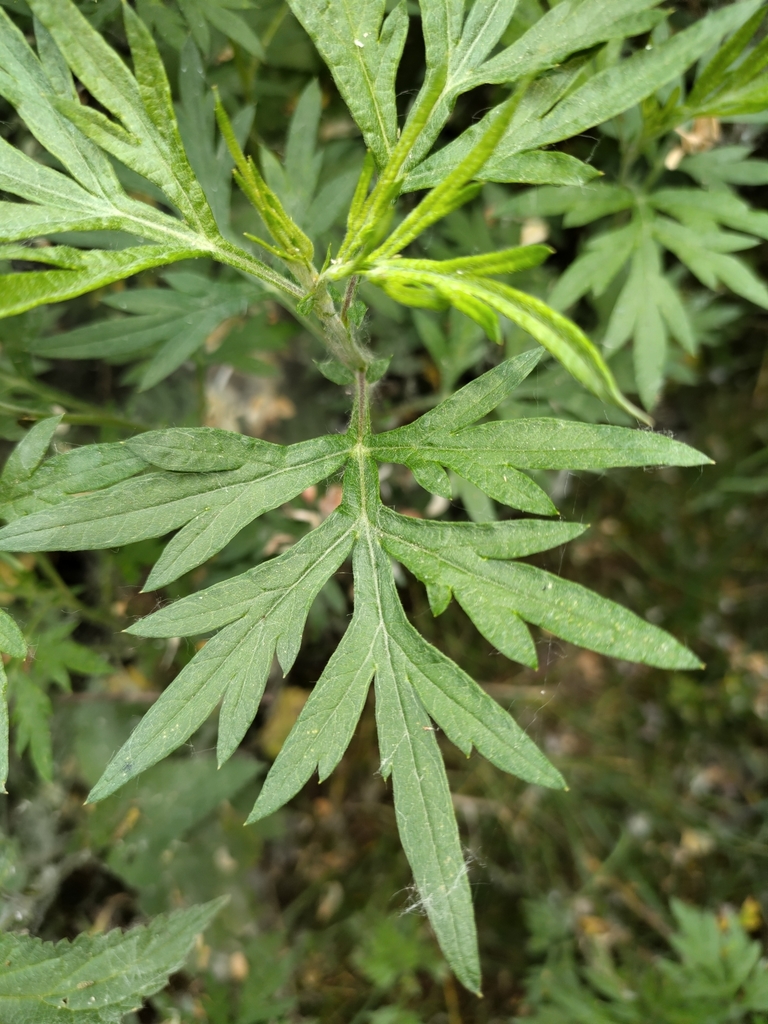 Artemisia