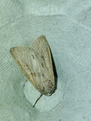 Mythimna ferrago