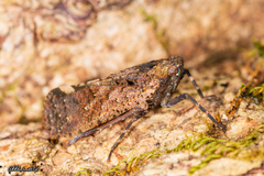 Penthicodes pulchellus