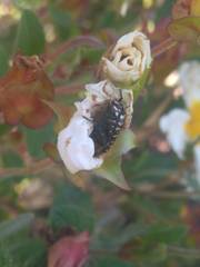 Oxythyrea funesta