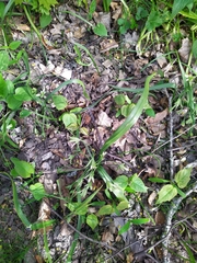 Gagea lutea