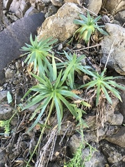 Dudleya candelabrum