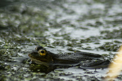 Pelophylax