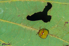 Coptosoma punctiventris