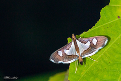 Glyphodes bivitralis