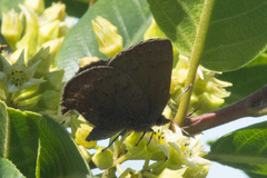 Callophrys augustinus iroides
