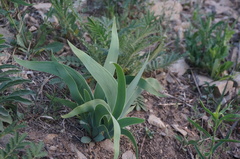 Iris dichotoma