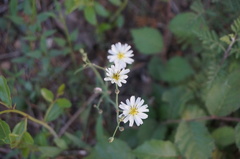 Ixeris chinensis