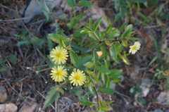 Ixeris chinensis