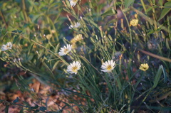 Ixeris chinensis