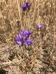 Brodiaea elegans elegans