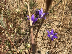 Brodiaea elegans elegans