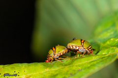 Coptosoma punctiventris