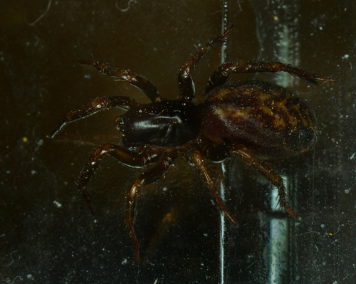 Selamia reticulata