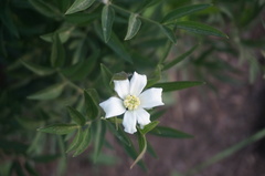 Clematis hexapetala