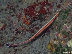 Dunckerocampus baldwini