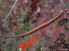 Dunckerocampus baldwini