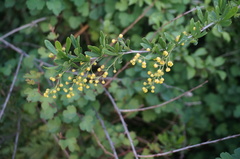 Berberis poiretii