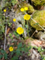 Potentilla hyparctica