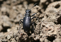 Cicindela nebraskana