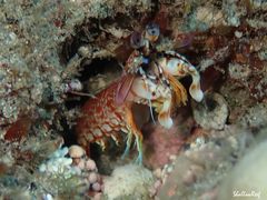 Odontodactylus brevirostris