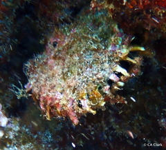 Pinctada margaritifera