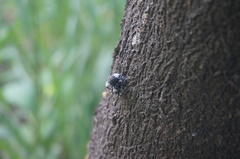 Eucryptorrhynchus brandti