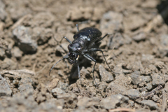Cicindela nebraskana