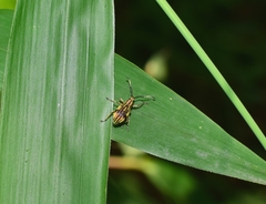 Myllocerinus ochrolineatus