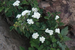 Spiraea trilobata